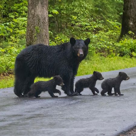Time To Cuddle, Wifi, Near Pigeon Forge, 1089 Free Tickets Each Paid Day, Dollywood And More Dış mekan fotoğraf